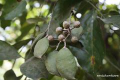 Pongamia pinnata